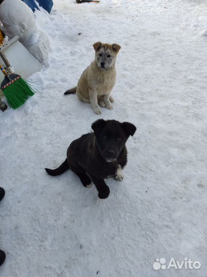 Щенки девочки