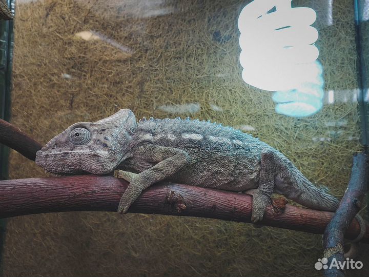 Выезд герпетолога на дом по Москве и Подмосковью