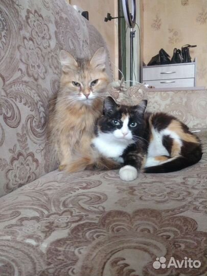 Передержка животных