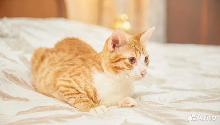 Котик ручной ласковый молодой