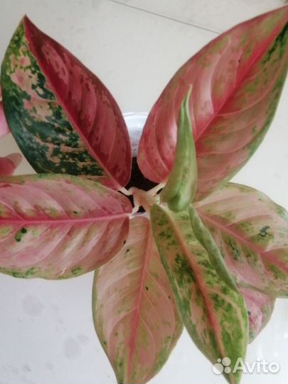 Аглаонема тай