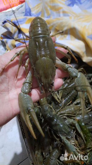 Продам живых и сваренных раков, варим по домашнему