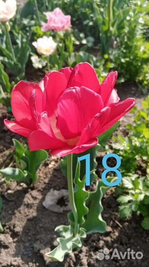 Сортовые тюльпаны