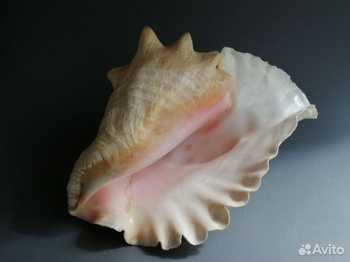 Ракушка морская большая