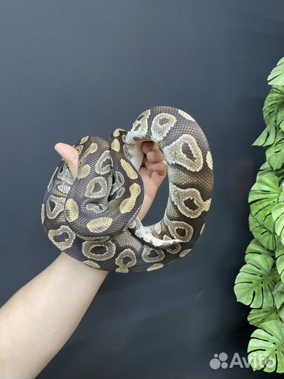 Змея взрослый самец mojave