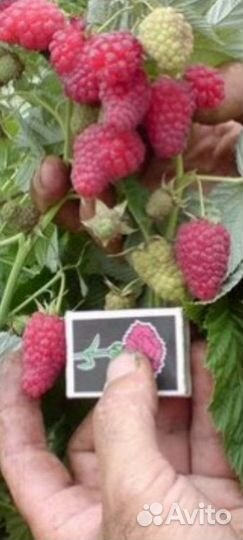 Саженцы малиновое дерево таруса