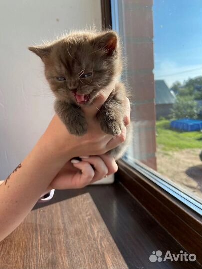 Британские котята
