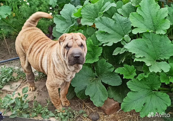 Щенки шарпей