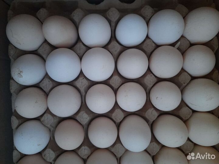 Куриные яйца