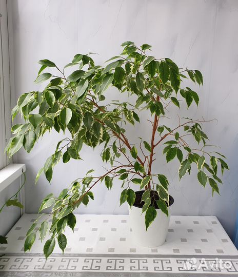 Фикус бенджамина пестролистный