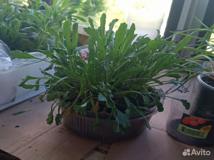 Мускарики и ромашка садовая