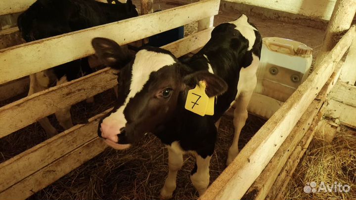 Бычки на откорм