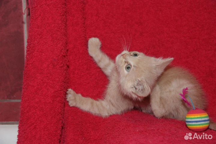 Рыжее Солнышко ищет дом