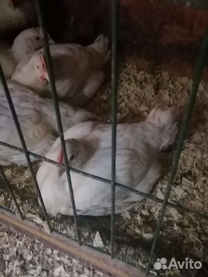 Мясо бройлеров