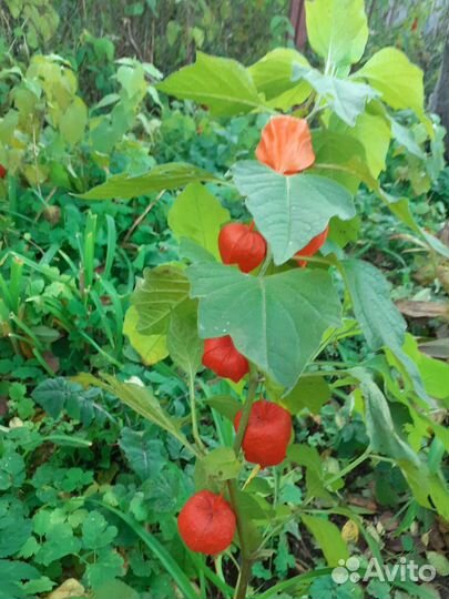 Физалис декоративный(Китайские фонарики)