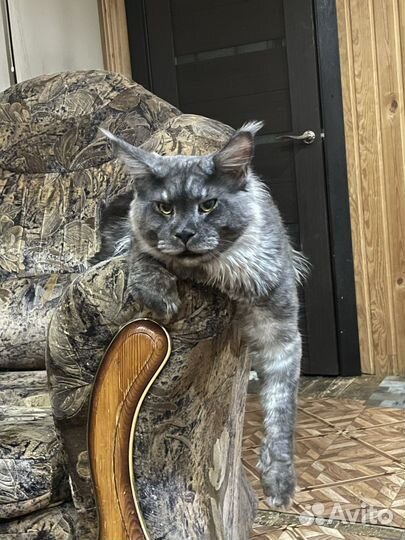 Мейн-кун вязка