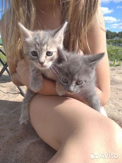 Котята в добрые руки бесплатно