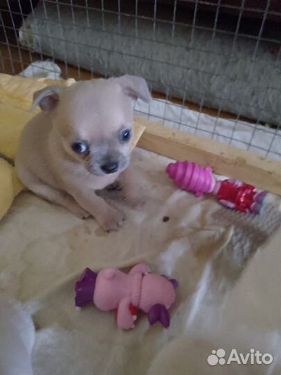 Щенки чихуахуа