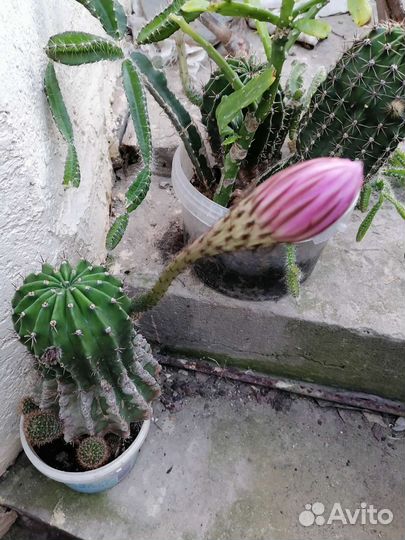 Кактусы и олеандры