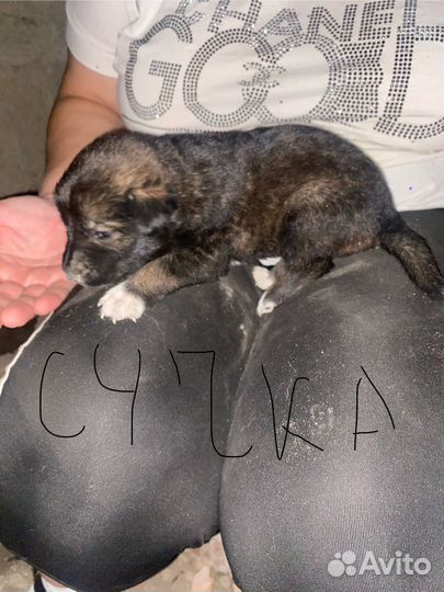 Щенята в добрые руки