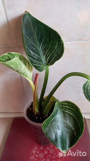 Филодендрон биркин