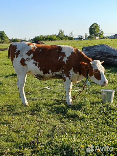 Корова высокоудойная