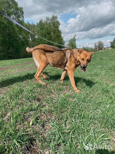 Ласковой Мерси не место в приюте