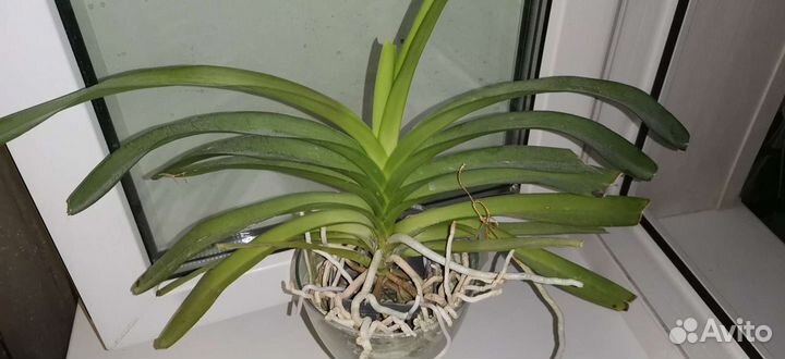 Ванда Papilionanda paksorn fragrance