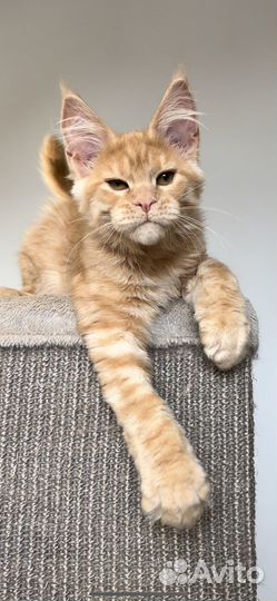 Мальчик мейн кун