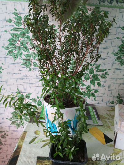 Мурайя, декоративный гранат