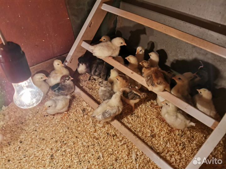 Цыплята разных пород
