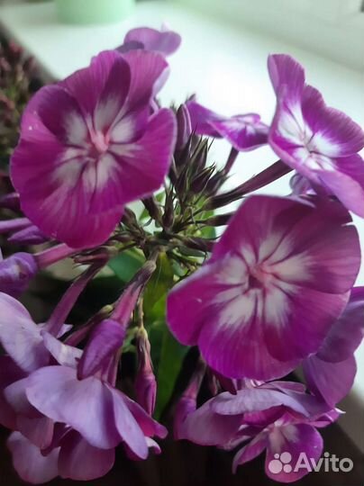 Флоксы многолетние разной расцветки накопаю