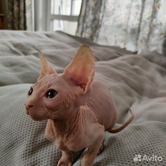 Котенок канадского сфинкса