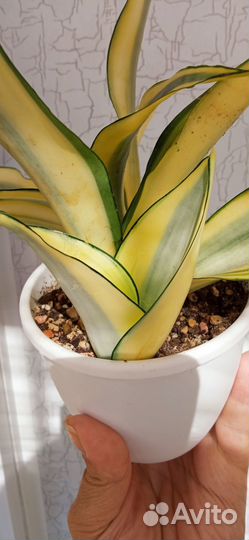 Сансевиерия сортовая 3