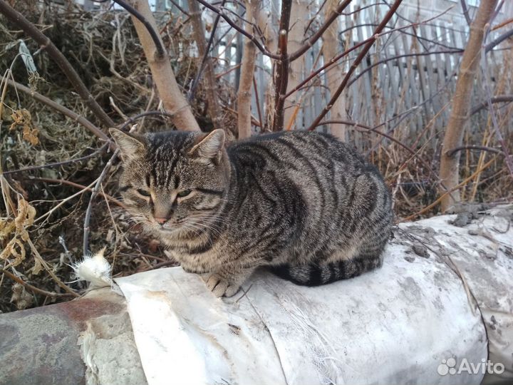 Ласковый котик в добрые руки