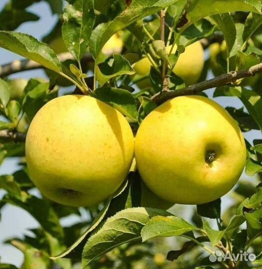 Саженцы яблони Голден