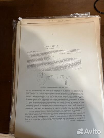 Хромолитография орхидеи. Moon 1903 г