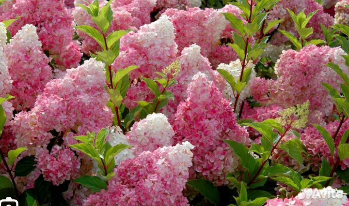 Гортензия саженцы метельчатая и крупнолистовая
