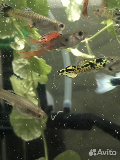 Аквариумные рыбы