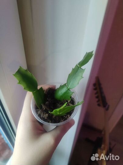 Декабрист шлюмбергера розовый