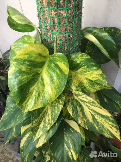 Сциндапсус золотистый, марбл квин и глобал грин