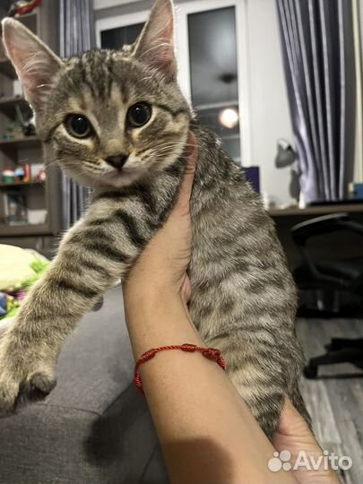 Шотландская кошка