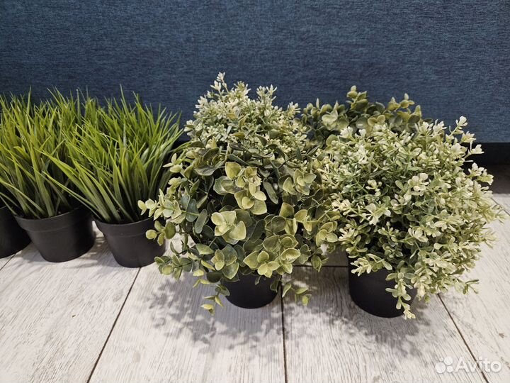 IKEA Фейка, растения из IKEA