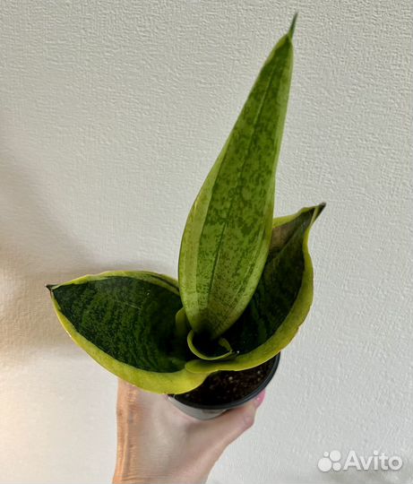 Сансивиерия Лауренти компакта