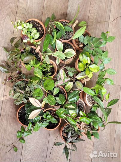 Хойа набор из 10 срезов