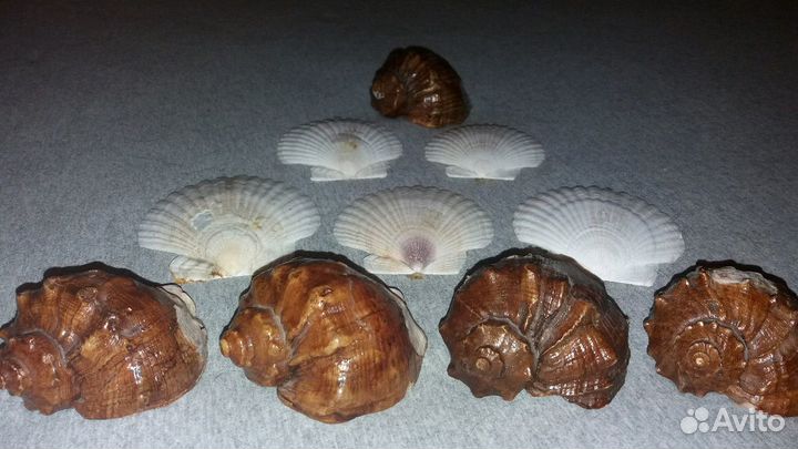 Раковины морские ракушки большие 10 штук