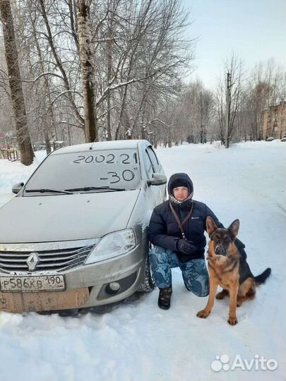 Кобель немецкой овчарки - вязка