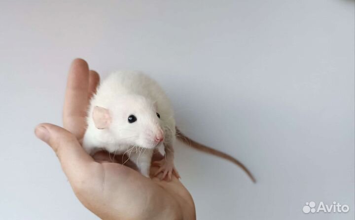 Крысята (Дамбо, хаски, сиамские, рексы)