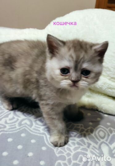 Котята шотландские чистокровные