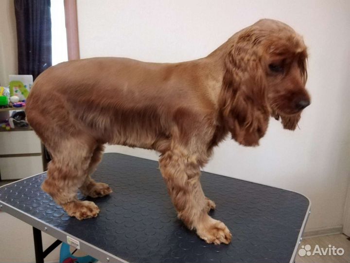 Стрижка собак